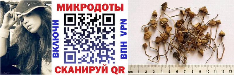 Галлюциногенные грибы Psilocybine cubensis  цены наркотик  Елабуга 